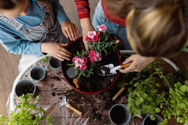 Eine Draufsicht auf zwei kleine Schwestern, die zusammen Blumen pflanzen, Hausgartenkonzept. - HPIF02066