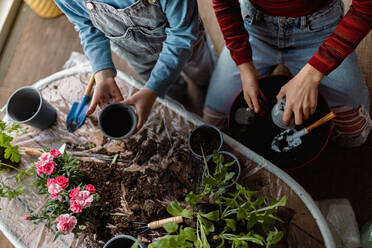 A top view of two little sisters planting flowers together, home gardening concept. - HPIF02067