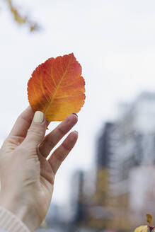 Hand einer Frau, die ein Herbstblatt hält - SEAF01514