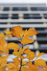 Pflanze mit gelben Blättern vor einem Gebäude - SEAF01517