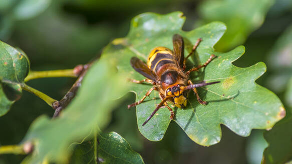 Large hornet perching on leaf - MHF00672