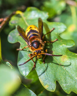 Large hornet perching on leaf - MHF00673