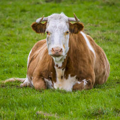 Porträt einer Kuh auf einer Wiese - MHF00674