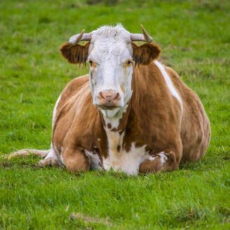 Portrait of cow relaxing in meadow - MHF00674