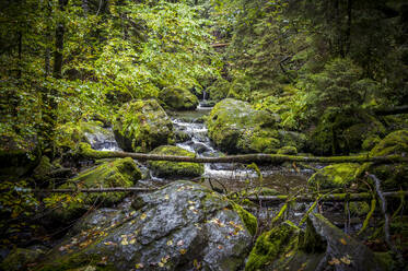 Germany, Baden-Wurttemberg, Ravenna stream flowing between mossy boulders - MHF00675