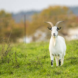 Portrait of goat standing in meadow - MHF00678