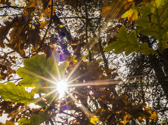 Die Sonne scheint durch das Herbstlaub - HUSF00329