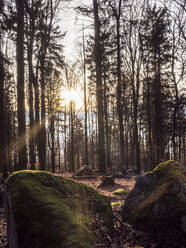 Germany, Bavaria, Autumn forest at sunset with boulders in foreground - HUSF00331