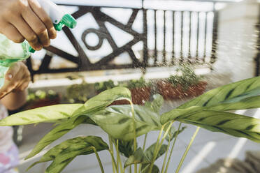 Girl spraying water on plant - SIF00617