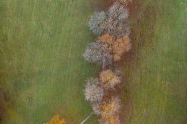 Germany, Bavaria, Aerial view of autumn windbreak - LBF03661