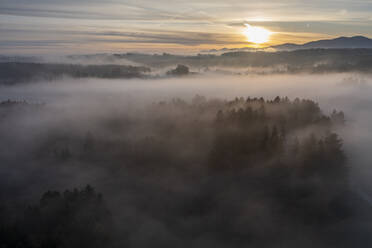 Germany, Bavaria, Bad Tolz, Aerial view of forest shrouded in thick fog at sunrise - LBF03664