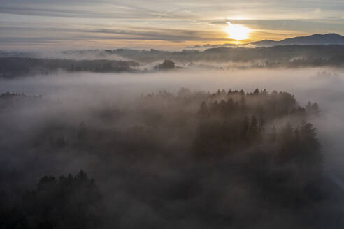 Deutschland, Bayern, Bad Tolz, Luftaufnahme eines in dichten Nebel gehüllten Waldes bei Sonnenaufgang - LBF03664