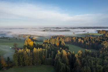 Deutschland, Bayern, Bad Tolz, Luftaufnahme des Herbstwaldes bei nebliger Morgendämmerung - LBF03666
