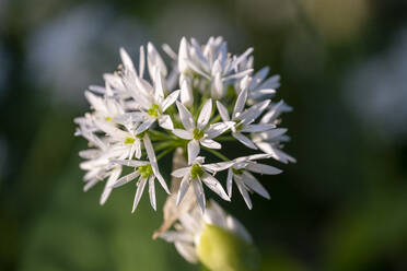 Nahaufnahme einer blühenden Allium-Blüte - LBF03671