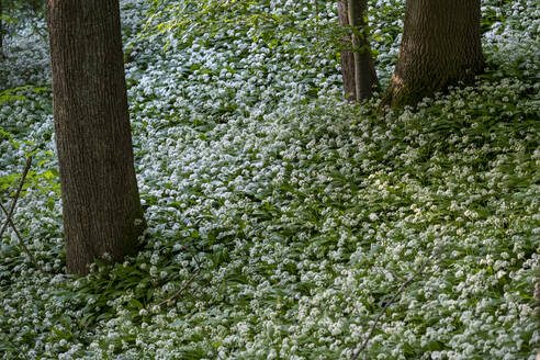 Allium flowers blooming in springtime forest - LBF03672