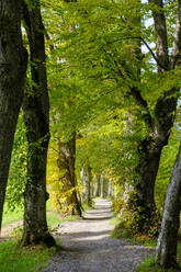 Deutschland, Bayern, Baumgesäumter Wanderweg im Frühherbst - LBF03674