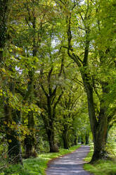 Germany, Bavaria, Treelined footpath in early autumn - LBF03676
