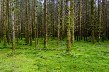 Germany, Bavaria, Moss-covered floor of Deisenhofener Forest - LBF03677