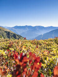 Rot blühende Pflanzen auf einem Feld vor den Bergen unter blauem Himmel im Nationalpark Vanoise, Frankreich - LAF02780