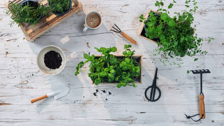 A top view of herbs in pots on table at home, sustainable and healthy lifestyle. - HPIF03090