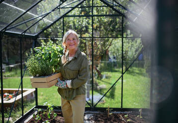 A senior gardener woman carrying crate with plants in greenhouse at garden, looking at camera. - HPIF03124