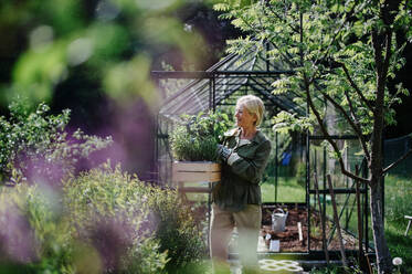 Ältere Gärtnerin trägt eine Kiste mit Pflanzen im Gewächshaus im Garten. - HPIF03126