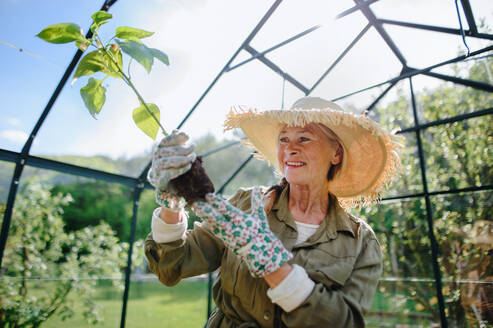 Eine glückliche ältere Gärtnerin hält eine Pflanze im Gewächshaus im Garten. - HPIF03130