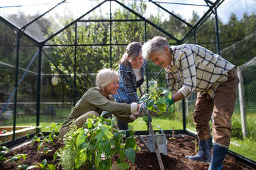 Ältere Freundinnen pflanzen Gemüse in einem Gewächshaus im Gemeinschaftsgarten. - HPIF03132
