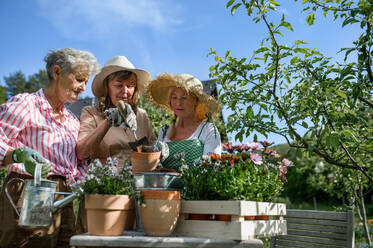 Fröhliche ältere Freundinnen pflanzen gemeinsam Blumen im Freien, ein Gemeinschaftsgartenkonzept. - HPIF03138