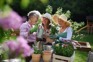 Ältere Freundinnen pflanzen gemeinsam Blumen in einem Gemeinschaftsgarten. - HPIF03139