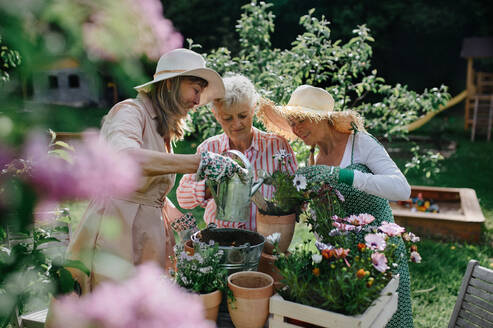 Happy three senior women friends planting flowers together outdoors, community garden concept. - HPIF03140