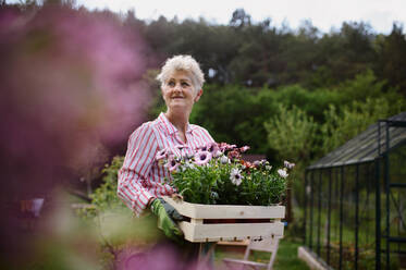 A senior woman florist carrying crate with planted flowers outdoors in garden. - HPIF03143