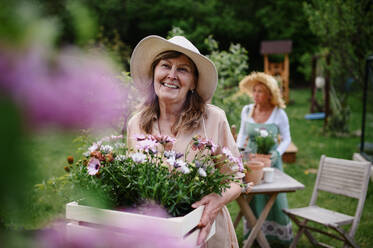 Glückliche ältere Frau Florist trägt Kiste mit gepflanzten Blumen im Freien im Garten, Gemeinschaftsgarten Konzept. - HPIF03144