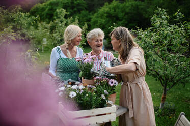 Happy three senior women friends planting flowers together outdoors, laughing, community garden concept. - HPIF03145