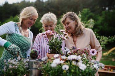 Happy drei ältere Frauen Freunde pflanzen Blumen zusammen im Freien, Gemeinschaftsgarten Konzept. - HPIF03146