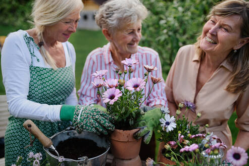 Happy three senior women friends planting flowers together outdoors, laughing, community garden concept. - HPIF03147