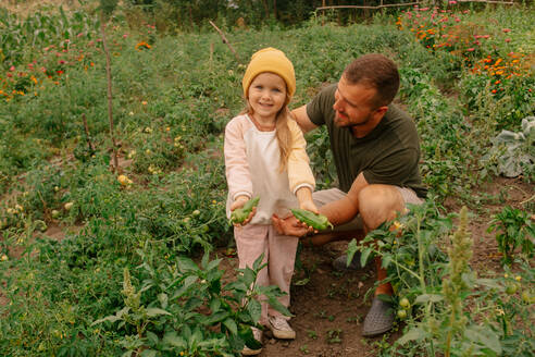 Hoher Winkel der glücklichen Tochter in Freizeitkleidung und Hut, die lächelnd in die Kamera schaut und reife Paprika zeigt, während sie mit ihrem Vater auf dem Bauernhof Gemüse erntet - ADSF41526