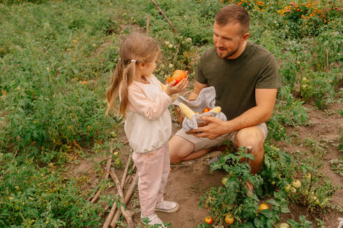 Von oben: Vater mit Korb voller Mais und Tomaten im Gespräch mit Tochter bei der gemeinsamen Gemüseernte auf dem Bauernhof - ADSF41528