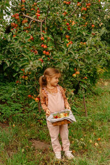 Full body of small cute kid with fresh apples smiling and looking away in summer green garden - ADSF41531
