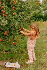 Seitenansicht der vollen Körper wenig liebenswert Kind sammeln frische Äpfel vom Baum im Obstgarten im Sommer - ADSF41532