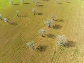 Spain, Balearic Islands, Son Sardina, Aerial view of almond trees growing in springtime orchard - AMF09666