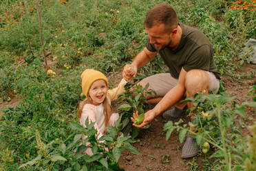 Glücklicher lächelnder Vater und niedliche positive Vorschultochter arbeiten und pflücken frische grüne Paprika in einer landwirtschaftlichen Plantage auf dem Lande - ADSF41693