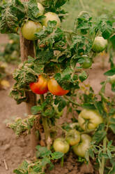 Fresh small tomatoes with green leaves on land of plantation on summer day - ADSF41695