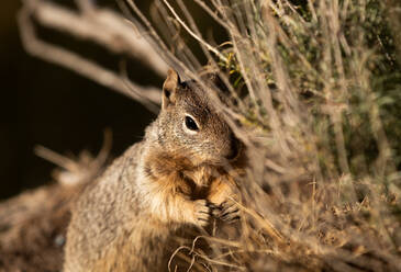 Weichzeichner von wilden Arizona grauen Eichhörnchen sitzen auf dem Boden und essen trockenes Gras in der Tageszeit in der Natur - ADSF41781