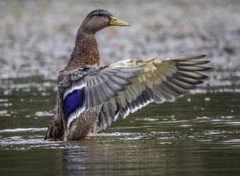 Wilde mexikanische braune Ente mit bewegten Flügeln und blauen Federn in grünem Flusswasser - ADSF41795