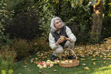 Ältere Frau pflückt Äpfel in einem Korb im Garten - LLUF01029