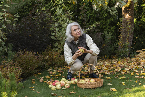 Senior woman picking apples in a basket in garden - LLUF01029