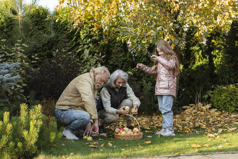 Grandparents and granddaughter picking apples in a basket in garden - LLUF01031