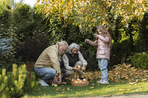 Großeltern und Enkelin pflücken Äpfel in einem Korb im Garten - LLUF01031
