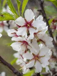 Frische weiße Mandelblüte auf einem Zweig eines Baumes - AMF09675